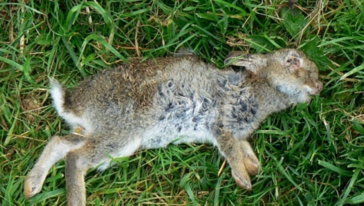 Dead Rabbit Symbolism in Different Cultures