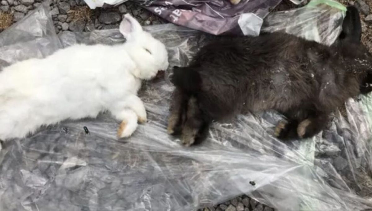 Dead Rabbit as a Spirit Animal