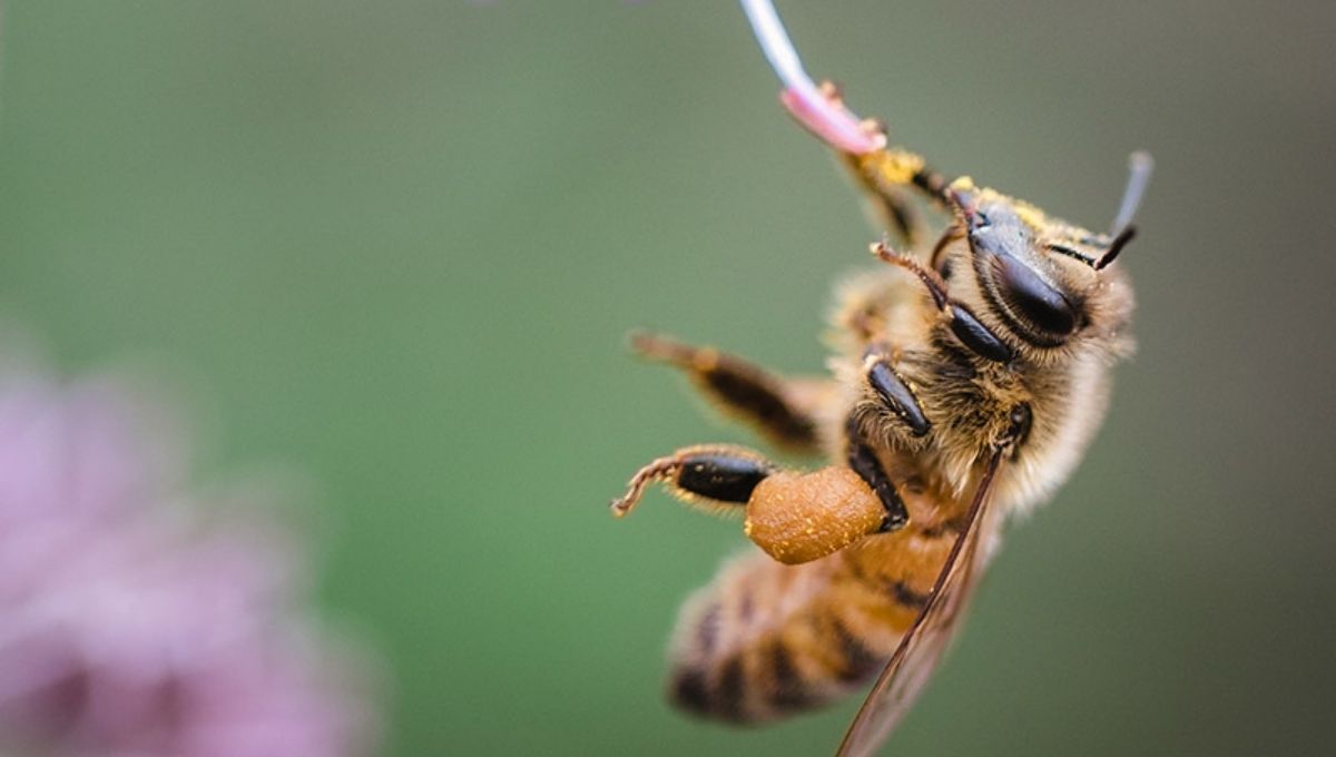 Deep Spiritual Meaning of Honey Bees: Signs & Symbolism