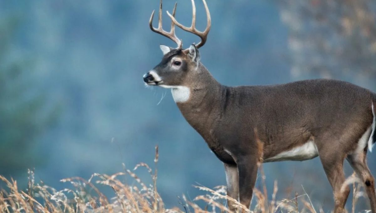 Deer Spiritual Meaning - Explained!