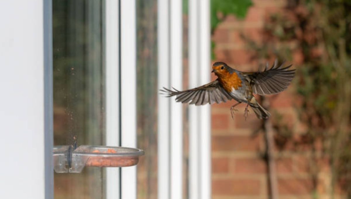 Do Birds Symbolize Good or Bad Omens?