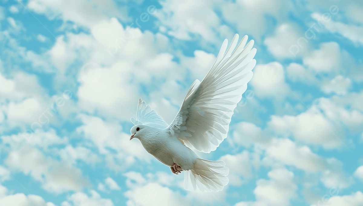 Dove – The Universal Bird of Peace and Freedom