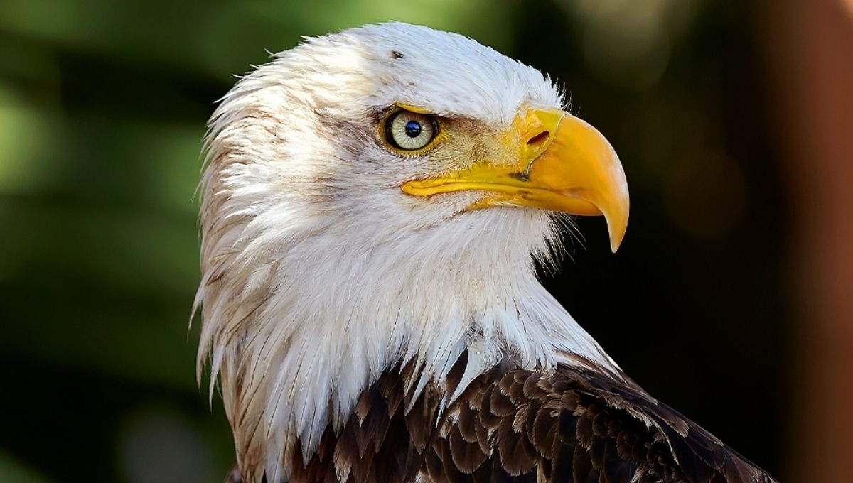Eagle Spirit Animal Meaning and Messages