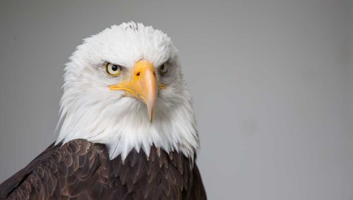 Eagle Totem and Personal Transformation