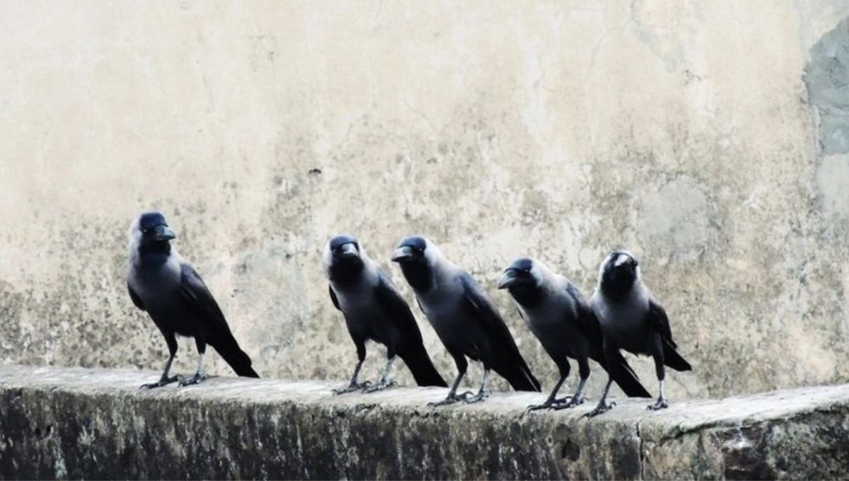 Example of How to Use Five Black Crows