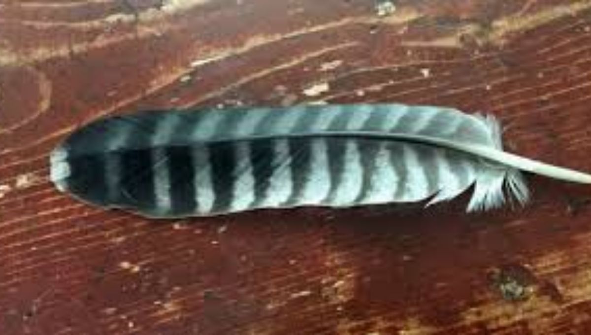 Falcon Feather