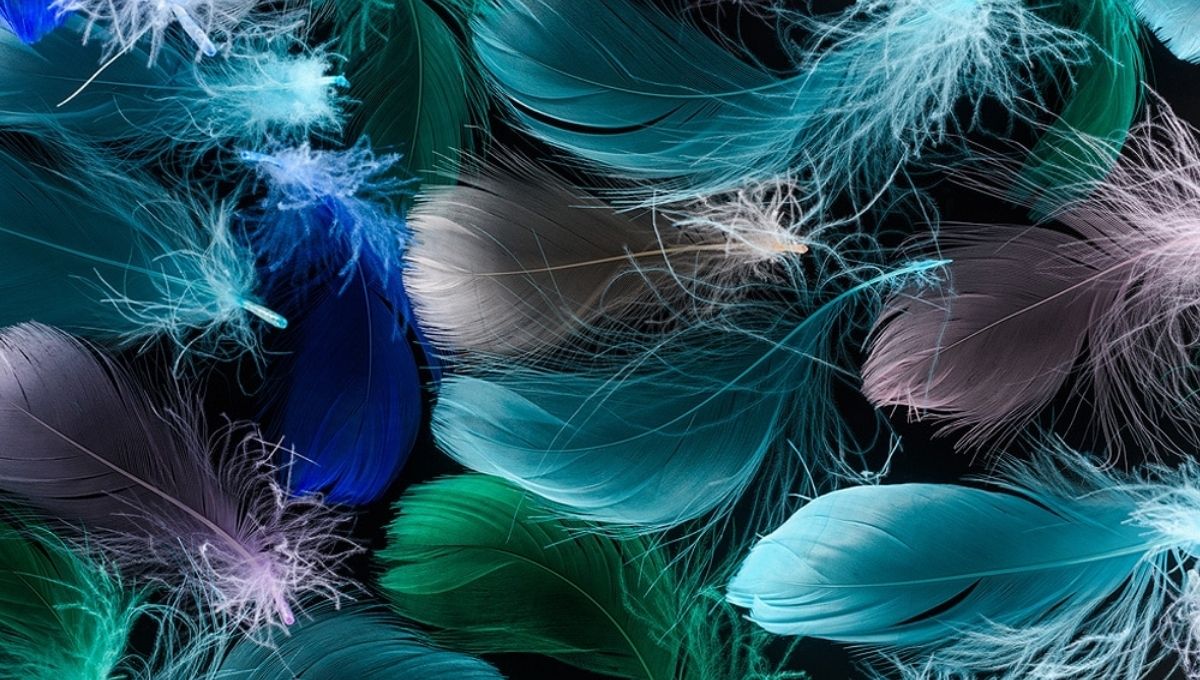 Feather Symbolism of Different Birds
