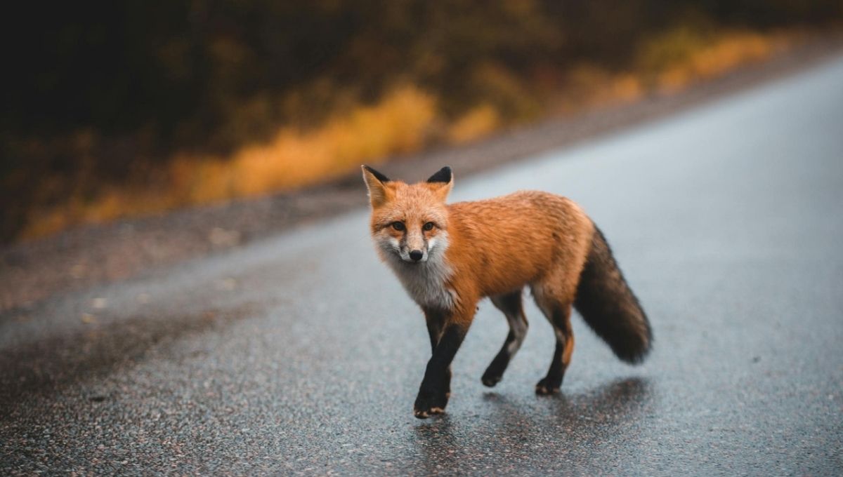 Fox Meaning in Love, Life, and Career