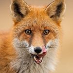 Fox Spiritual Meaning: Symbolism and Spirit Animal Insights