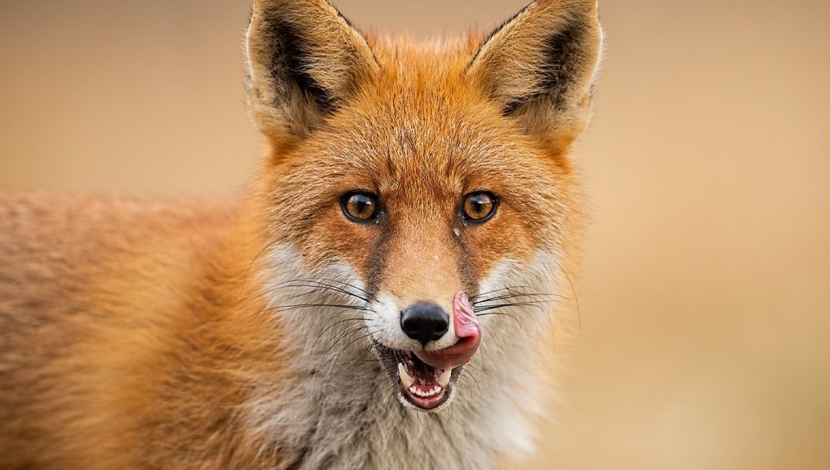 Fox Spiritual Meaning: Symbolism and Spirit Animal Insights