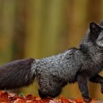 Fox Symbolism Through History: Meanings and Insights