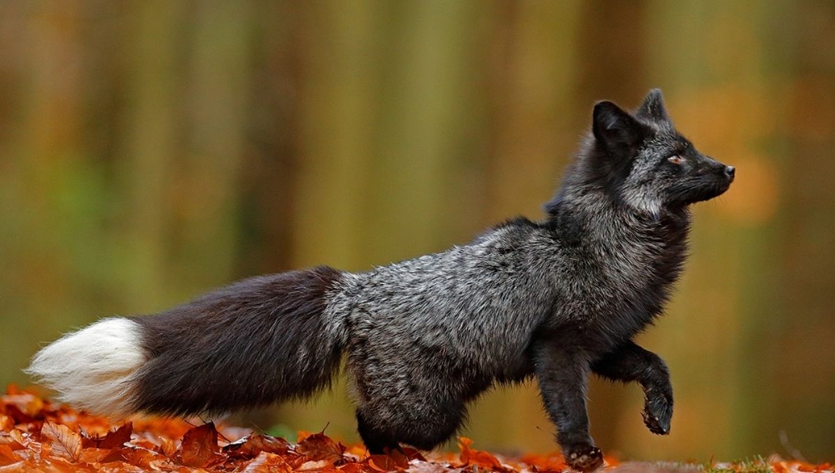 Fox Symbolism Through History: Meanings and Insights