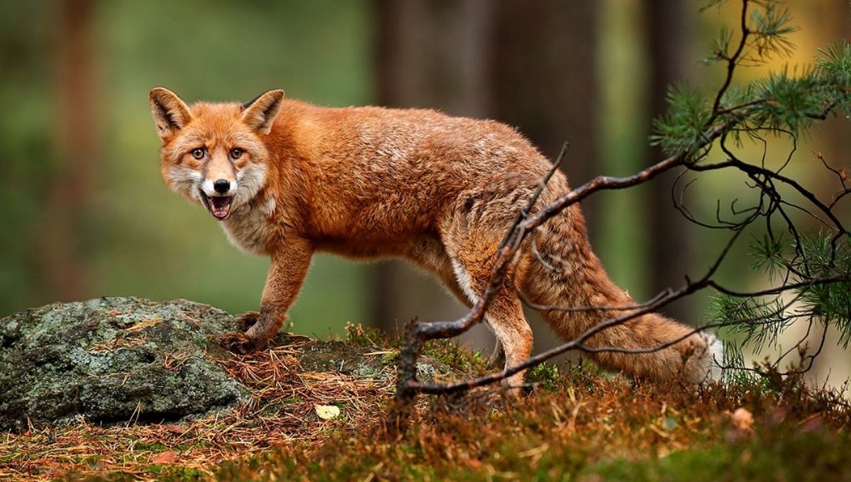 Fox Symbolism in Shadow Work and Intuition