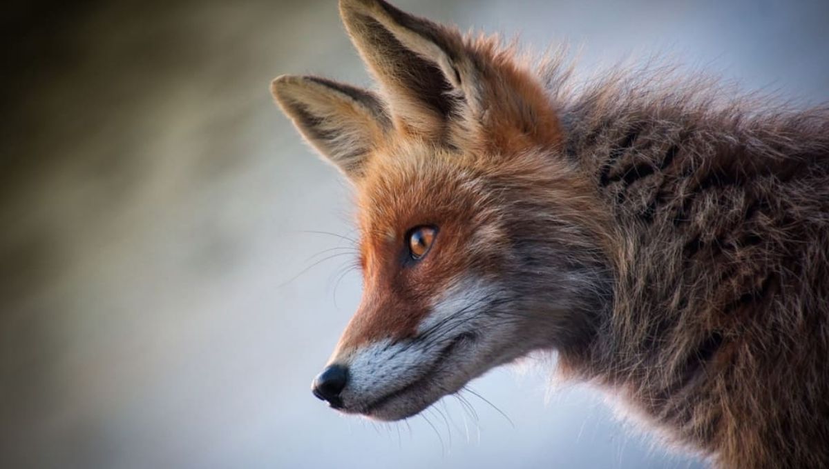 Fox – Cleverness and Cunning Across Cultures