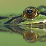Frog Spiritual Meaning: Symbolism, Signs & Messages Explained