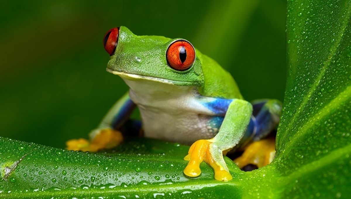 Frog Spiritual Meaning in Different Cultures & Beliefs