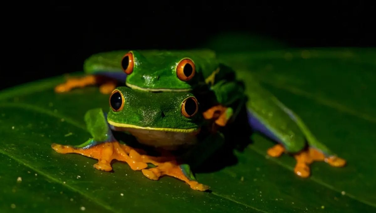 Frogs in Daily Life: Spiritual Signs & Omens