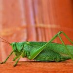 Grasshopper Spiritual Meaning