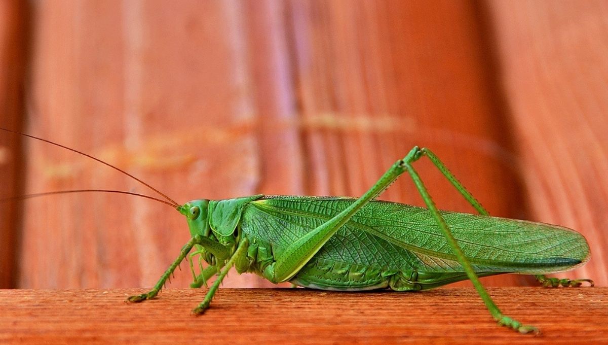 Grasshopper Spiritual Meaning