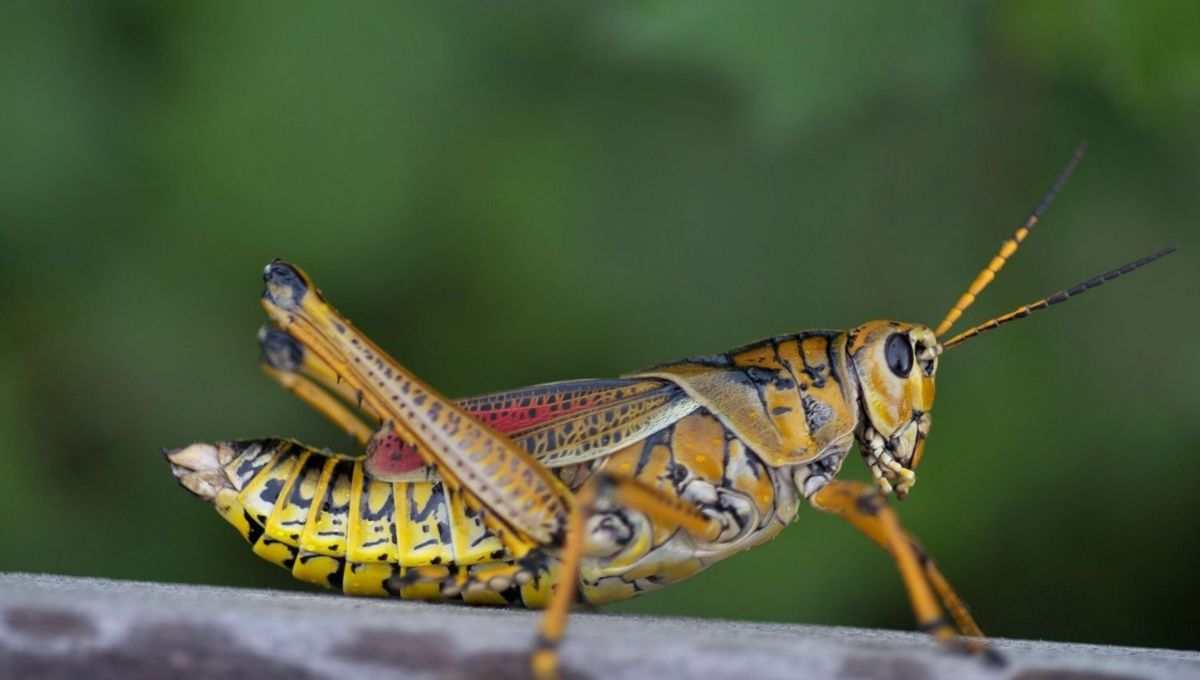 Grasshopper as a Spirit Animal or Totem