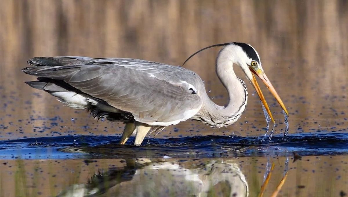 Heron Symbolism and Spiritual Insights