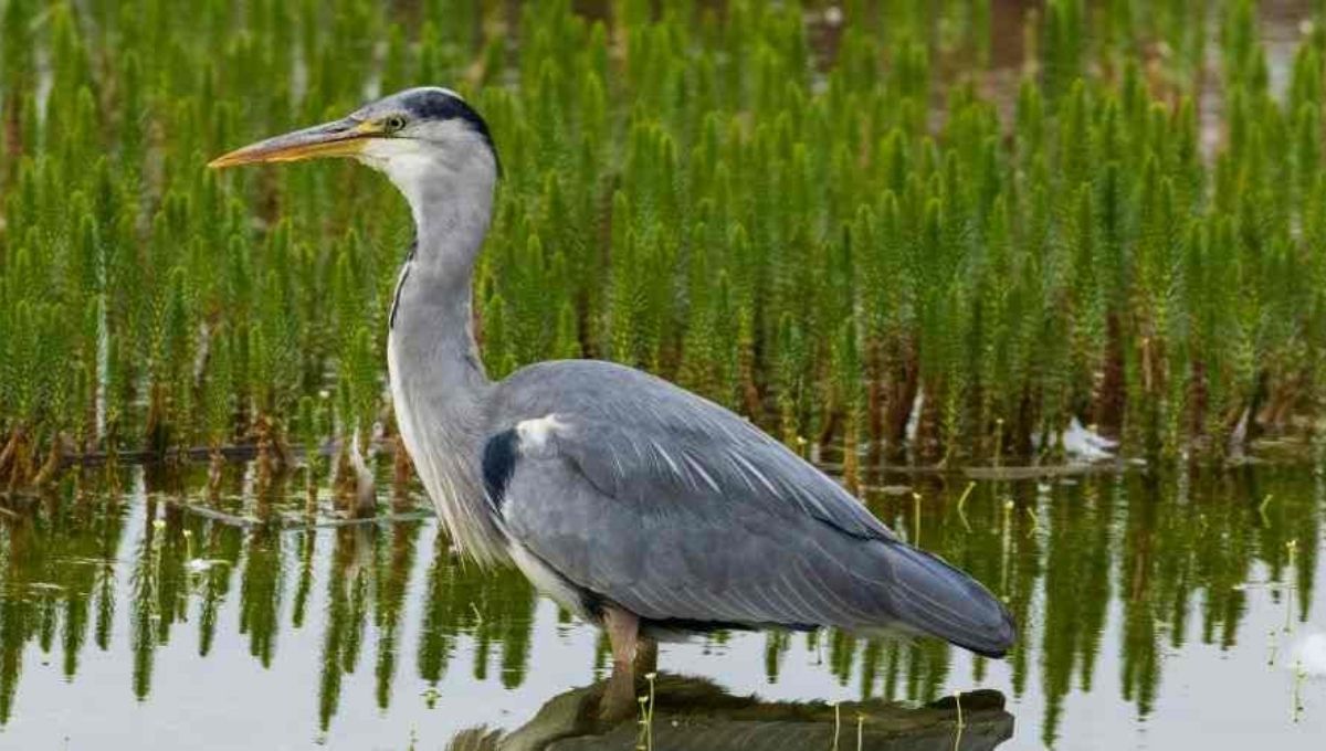 Heron Symbolism in Celtic Beliefs