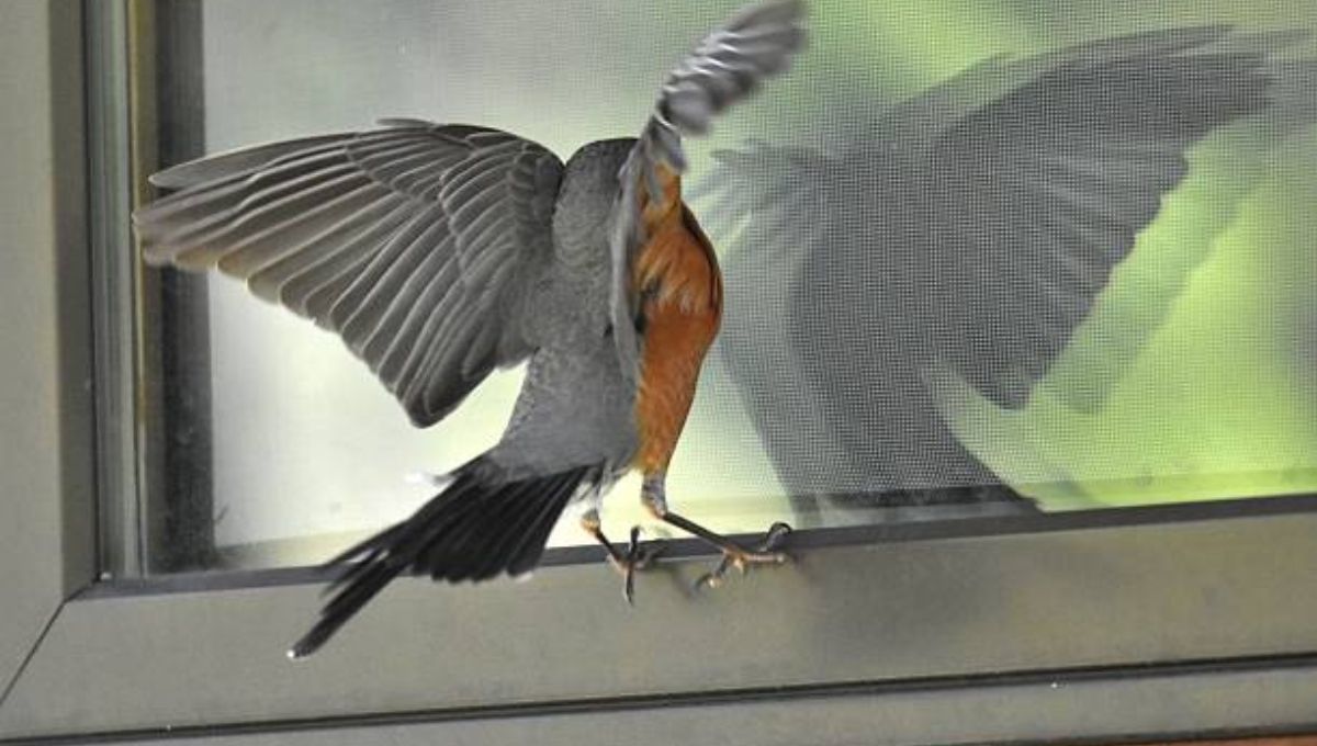 Hidden or Mysterious Messages Behind Birds Hitting Windows