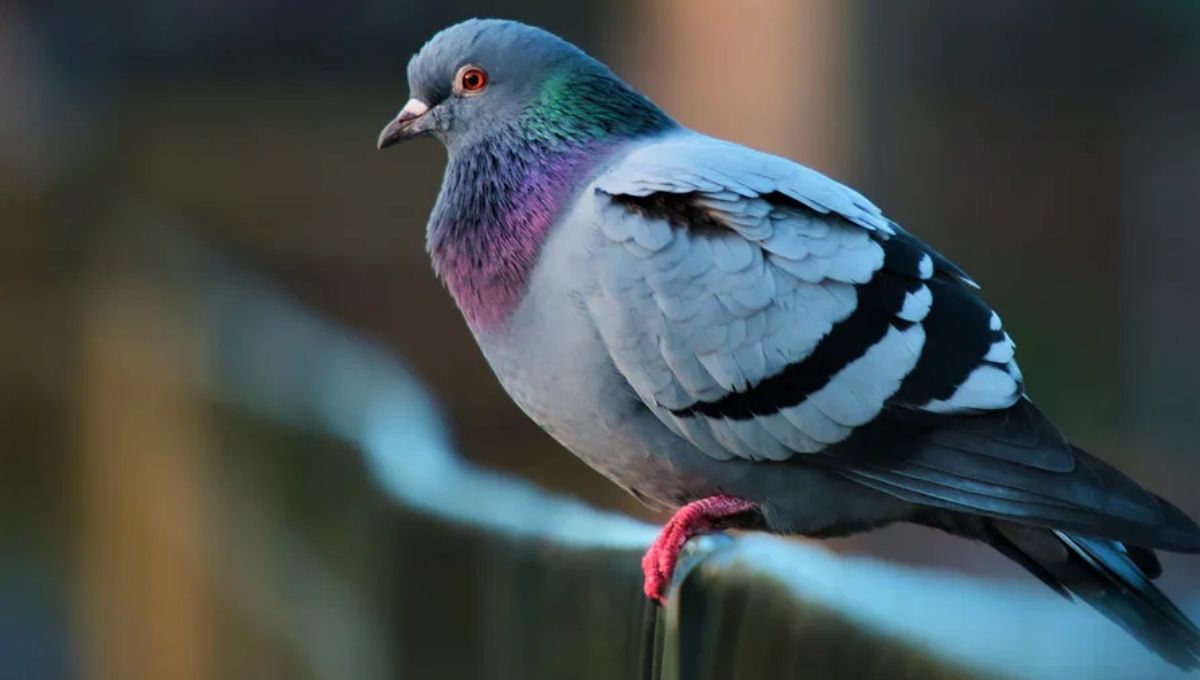 Historical Role of Pigeons