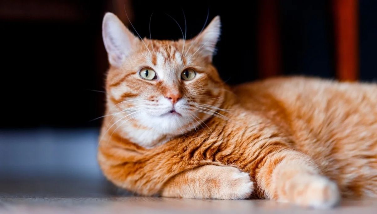 History and Folklore of Orange Cats