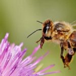 Honey Bee Spiritual Meaning: Messages, Signs & Symbolism