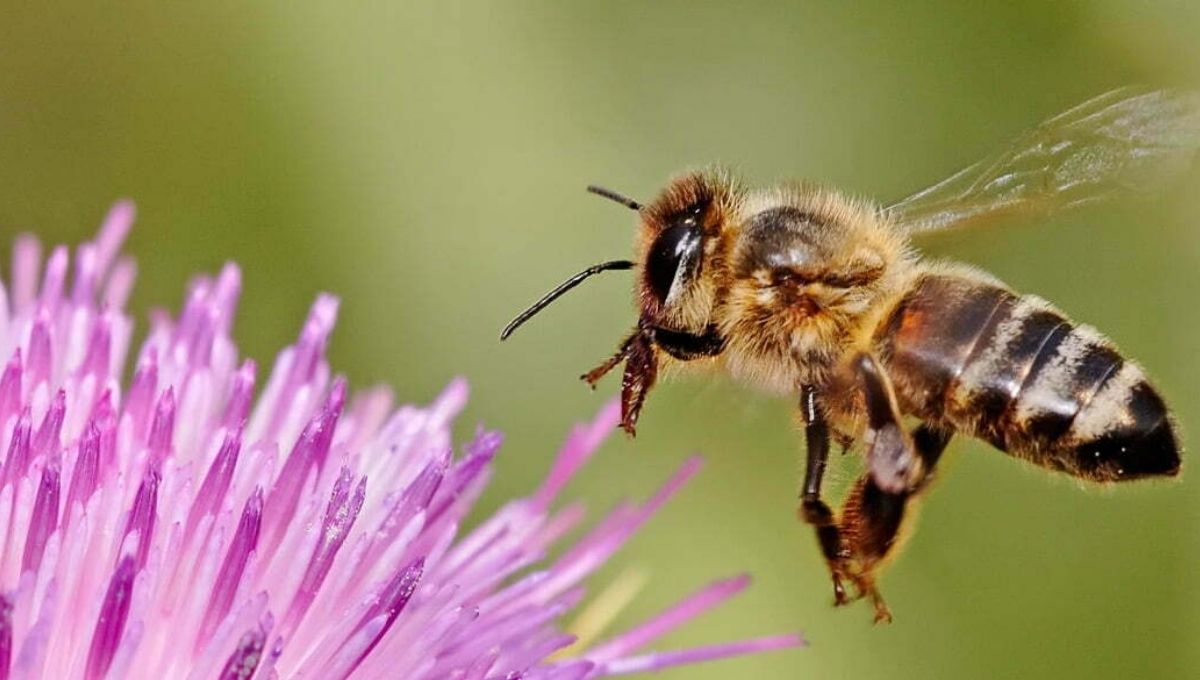 Honey Bee Spiritual Meaning: Messages, Signs & Symbolism