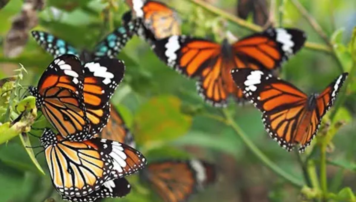How Butterflies Help Raise Environmental Awareness