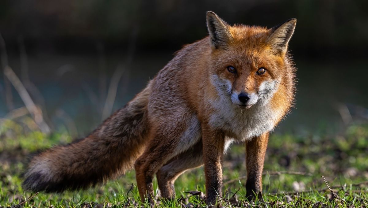How Foxes Are Used as Symbols in Literature