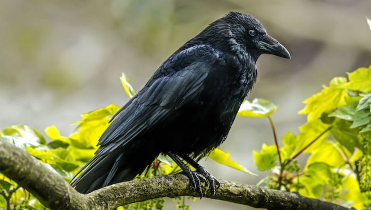 How Six Crows Connect to Divine Feminine Energy