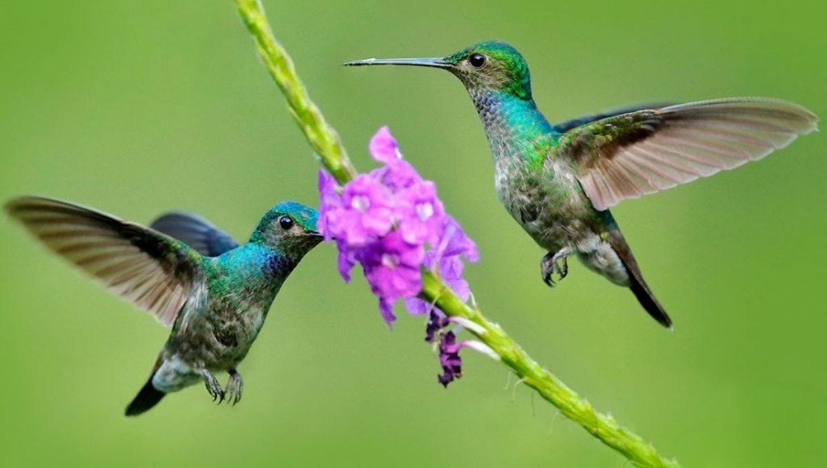 How to Connect with Hummingbird Energy