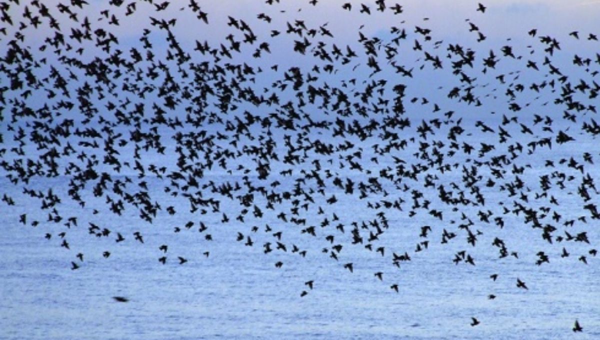 How to Understand What a Flock of Birds Means for You