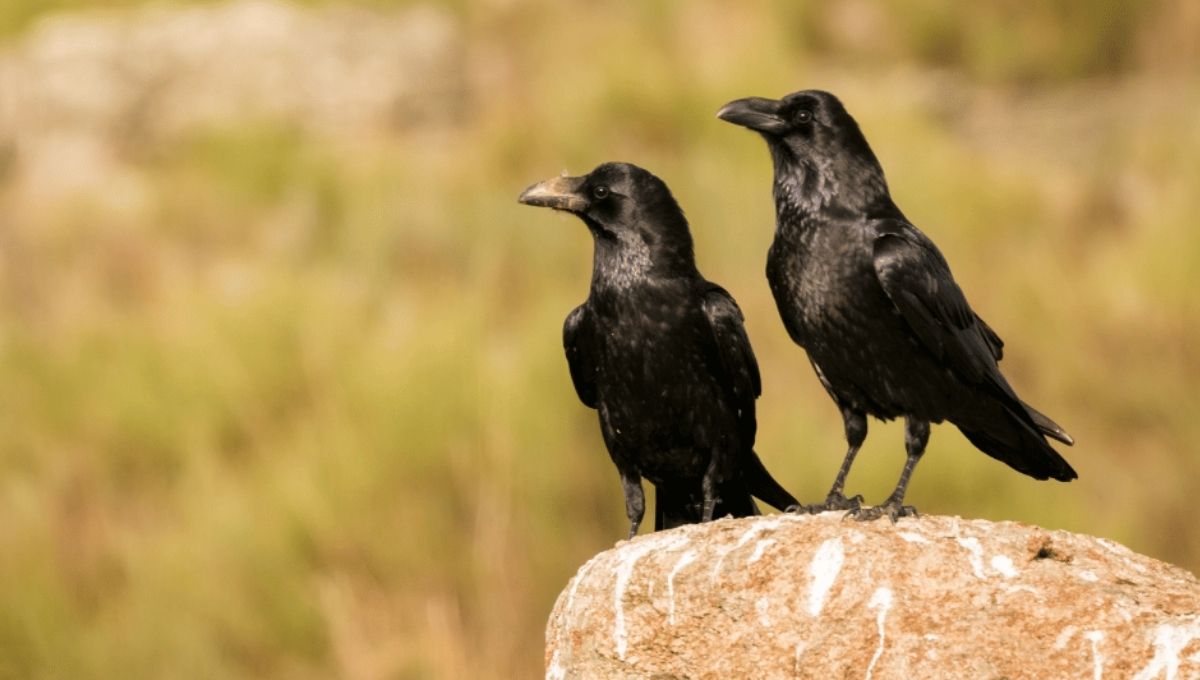 How to Understand the Message Behind Two Crows