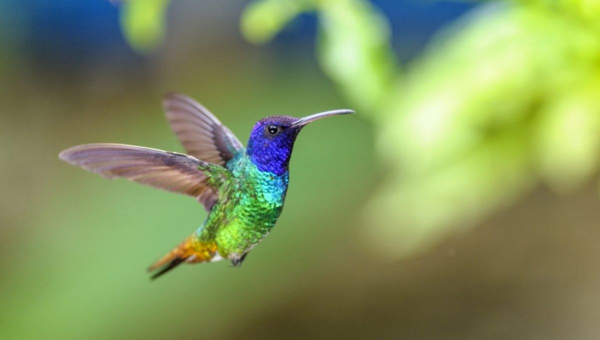 Hummingbird Colors and Their Spiritual Messages