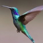 Hummingbird Spiritual Meaning