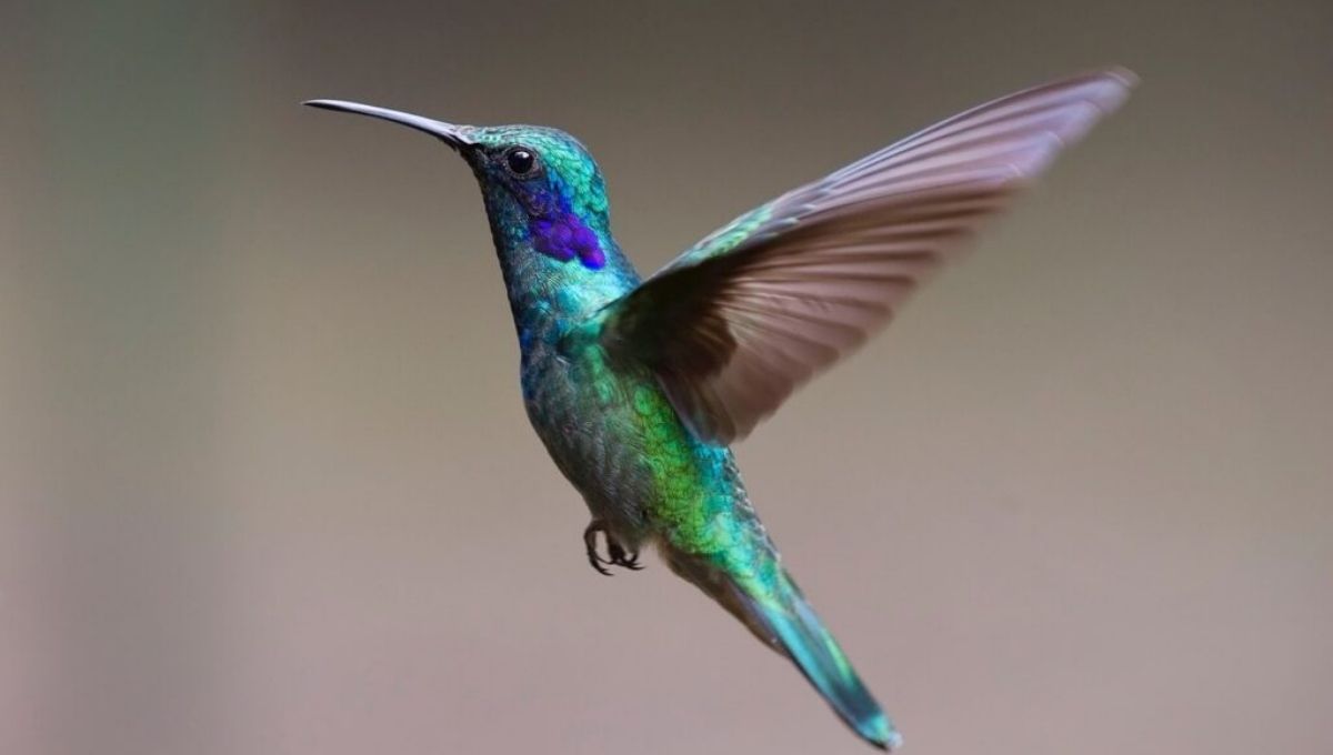 Hummingbird Spiritual Meaning