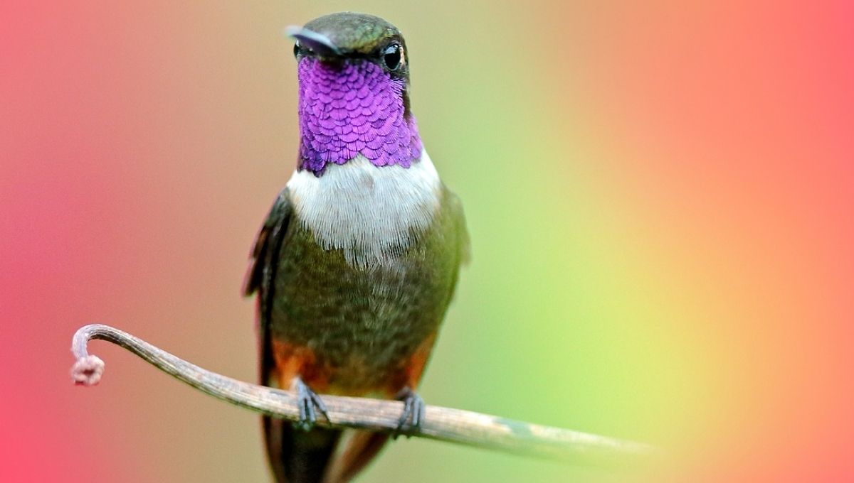 Hummingbird Symbolism in Different Cultures