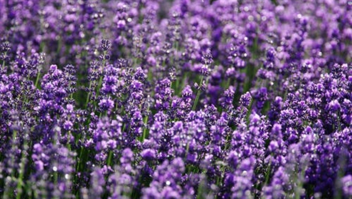 Introduction: Unveiling the Spiritual Essence of Lavender