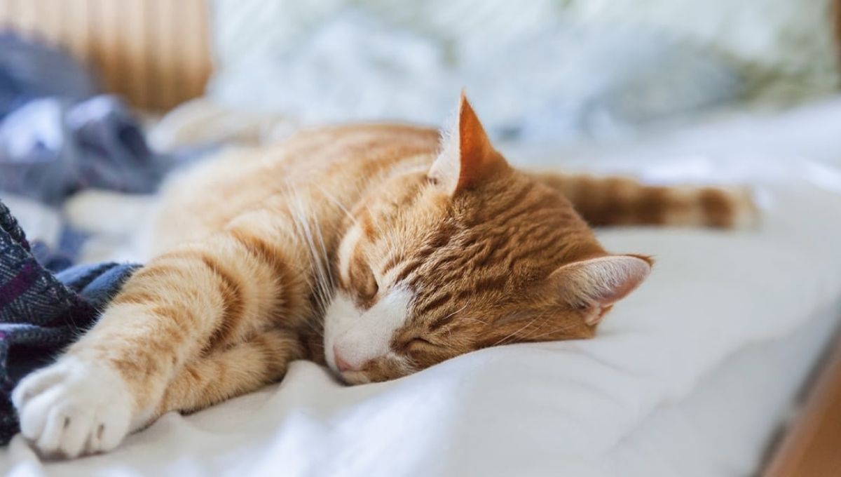 Introduction: Why Cats Choose to Sleep on You