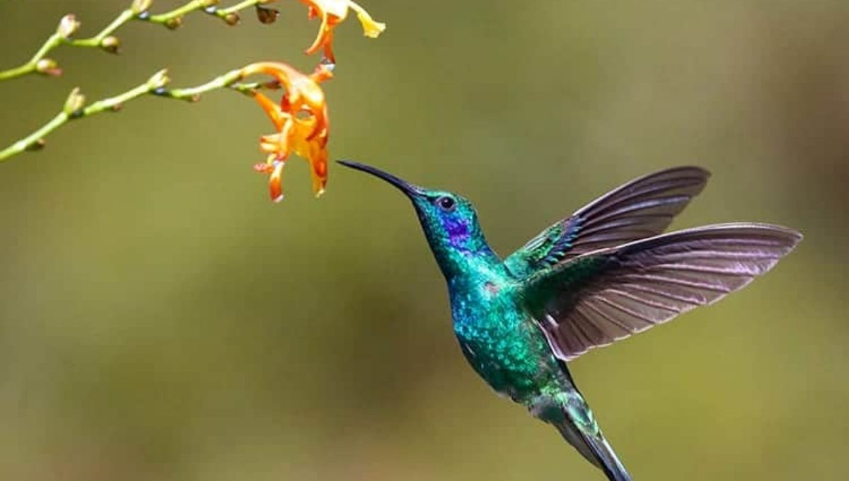 Introduction to Hummingbird Symbolism