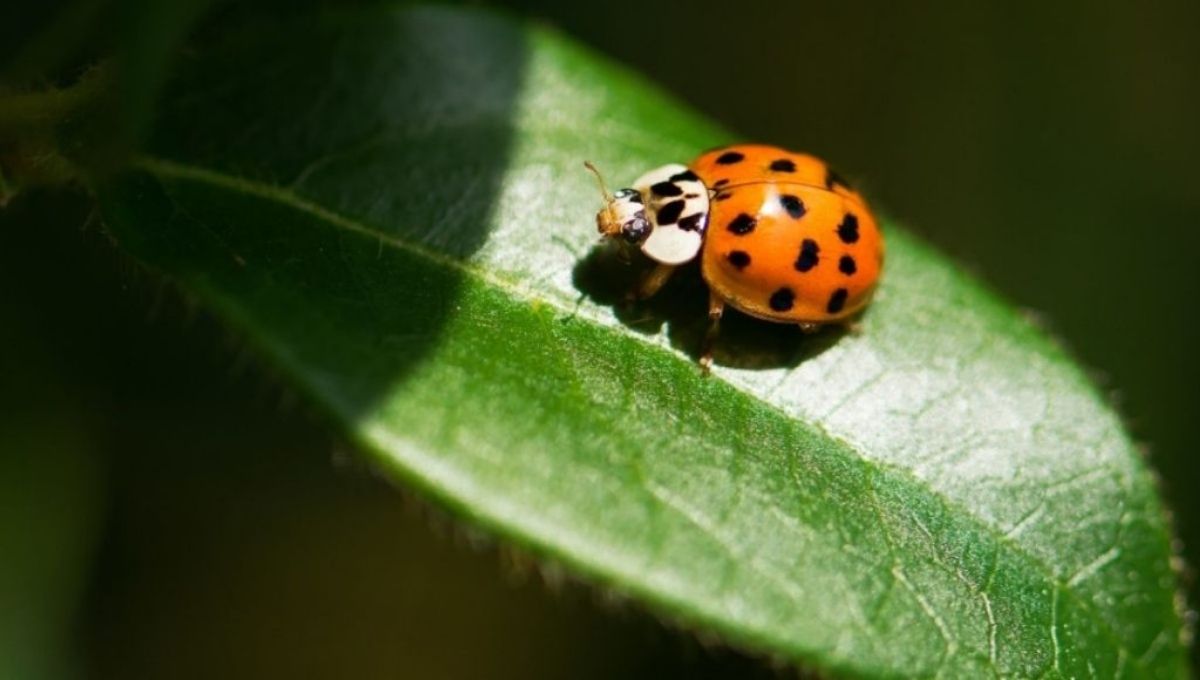Ladybugs as Spiritual Messengers and Symbols of Angels