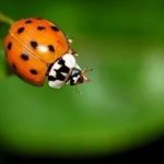 Ladybugs as Spiritual Signs: Angel Messages and Hidden Meanings