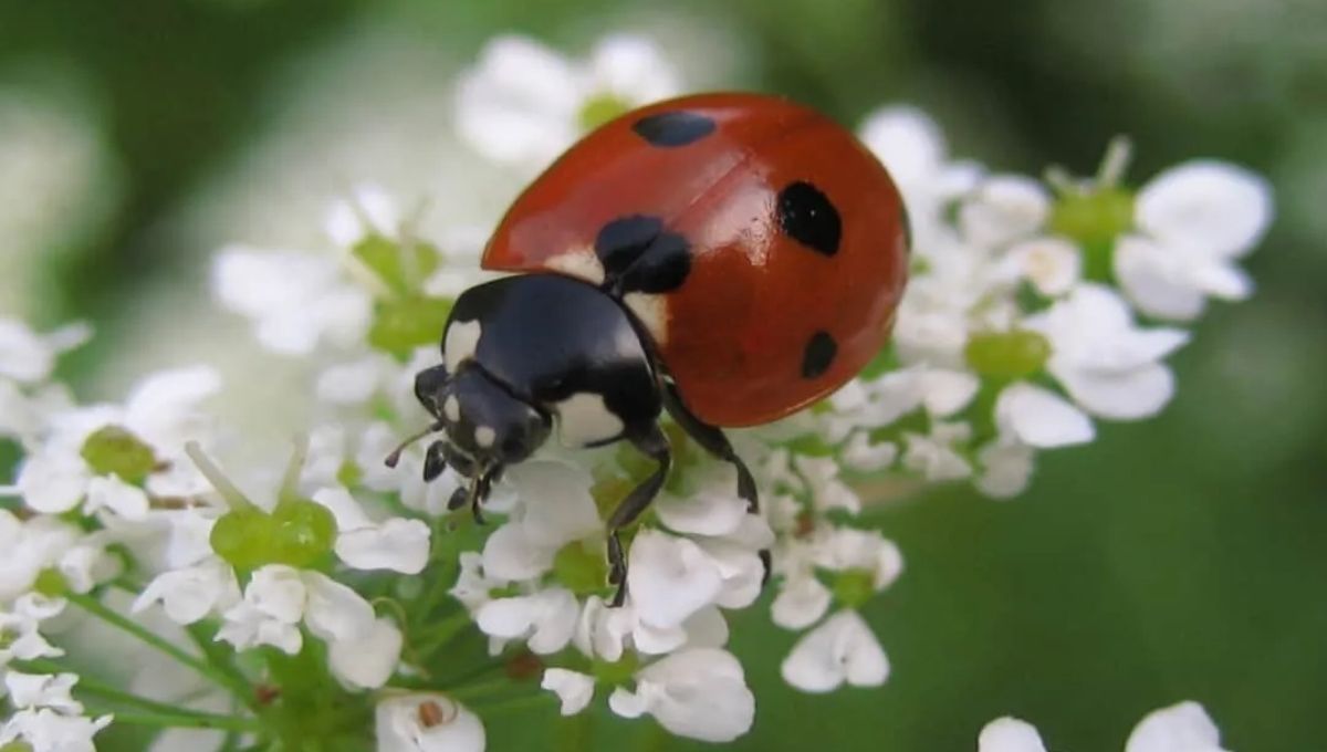 Ladybugs in Christianity