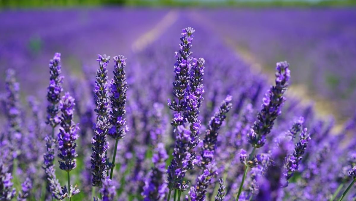 Lavender Spiritual Meaning - explain!