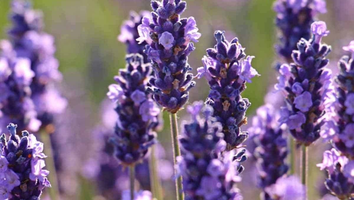 Lavender and Emotional Healing