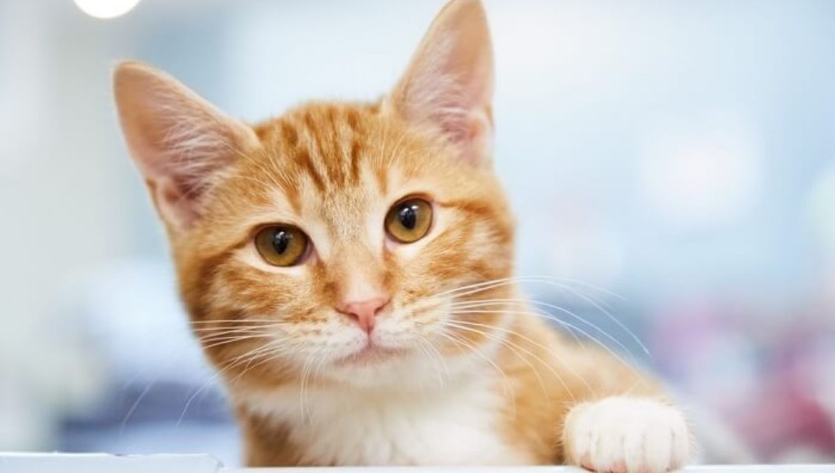 Life Lessons Orange Cats Teach Us Spiritually